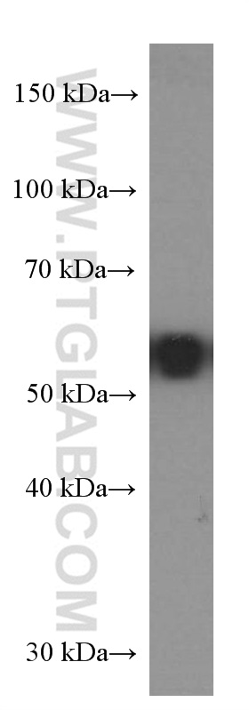 WB analysis of HeLa using 66100-1-Ig (same clone as 66100-1-PBS)