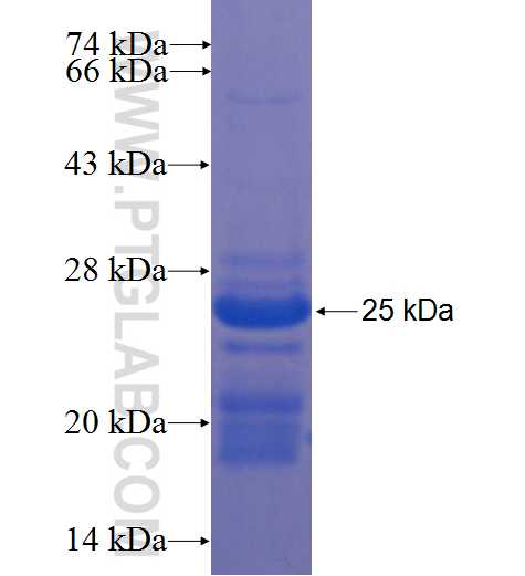 PDCD7 fusion protein Ag22890 SDS-PAGE