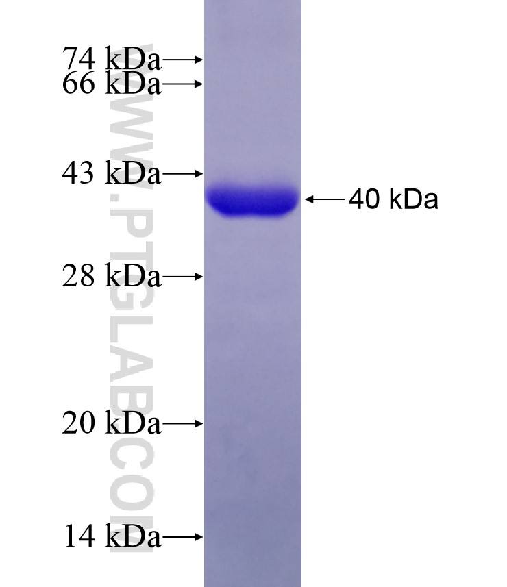 PDCL fusion protein Ag9054 SDS-PAGE