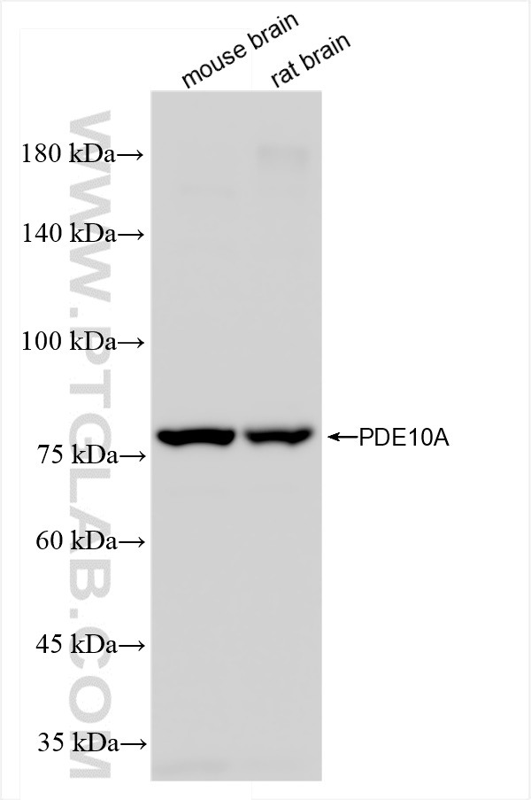 WB analysis using 84869-1-RR (same clone as 84869-1-PBS)