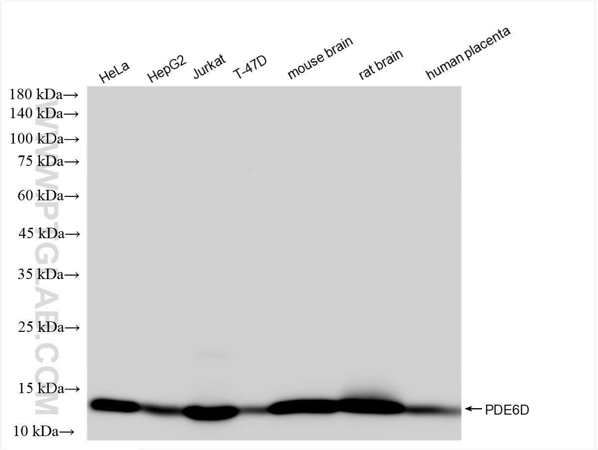 WB analysis using 83503-1-RR