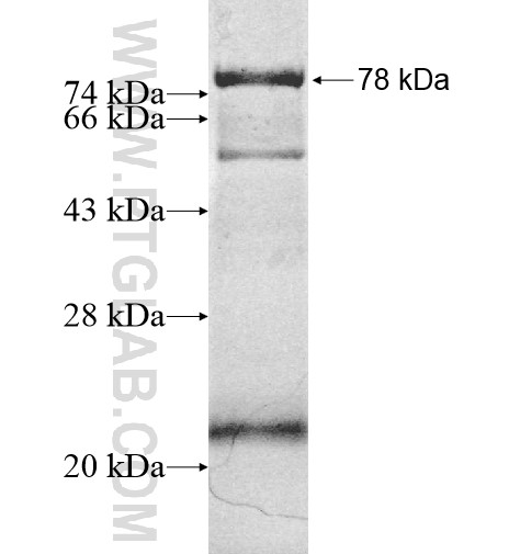 PDE7B fusion protein Ag12184 SDS-PAGE