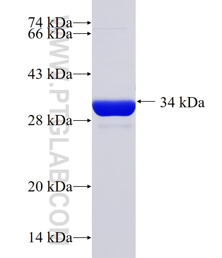 PDE8B fusion protein Ag33477 SDS-PAGE