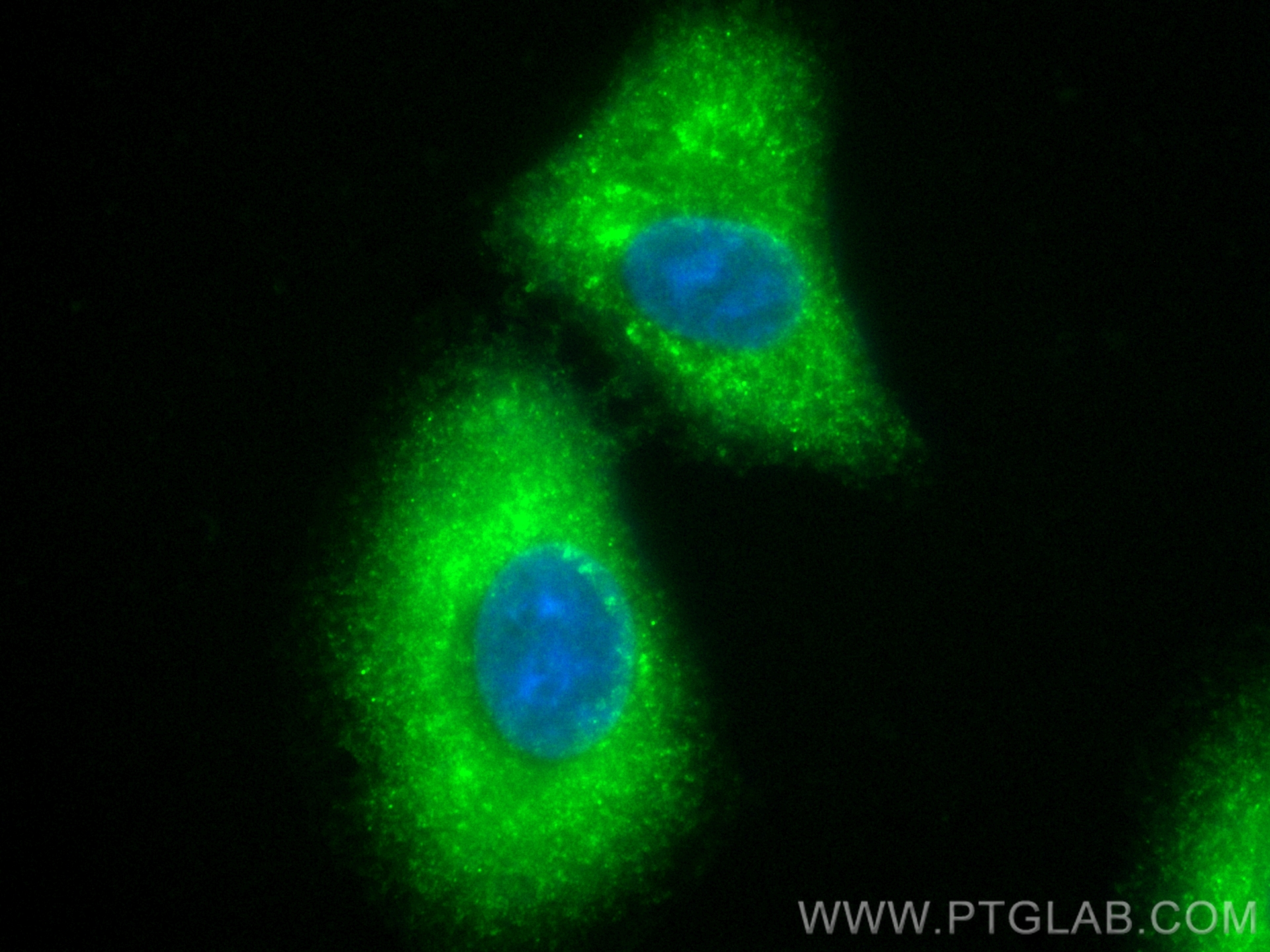 IF Staining of A549 using CL488-14075