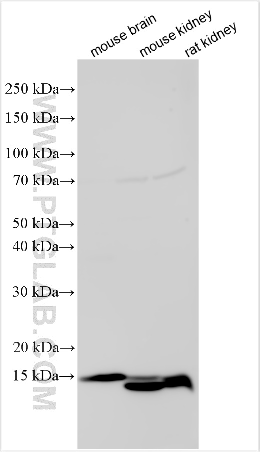 WB analysis using 26940-1-AP