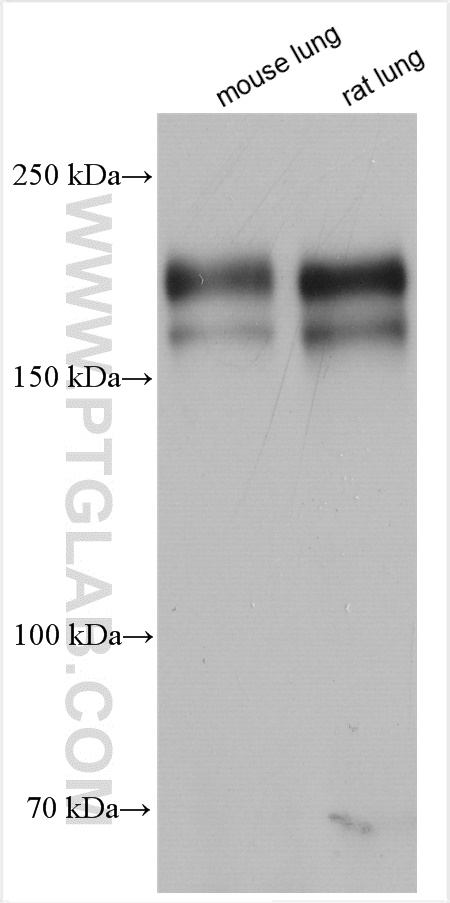 WB analysis using 13449-1-AP