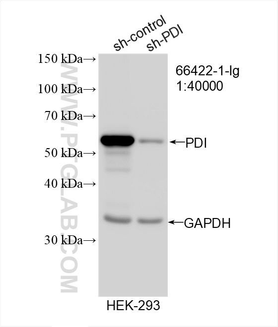 WB analysis of HEK-293 using 66422-1-Ig