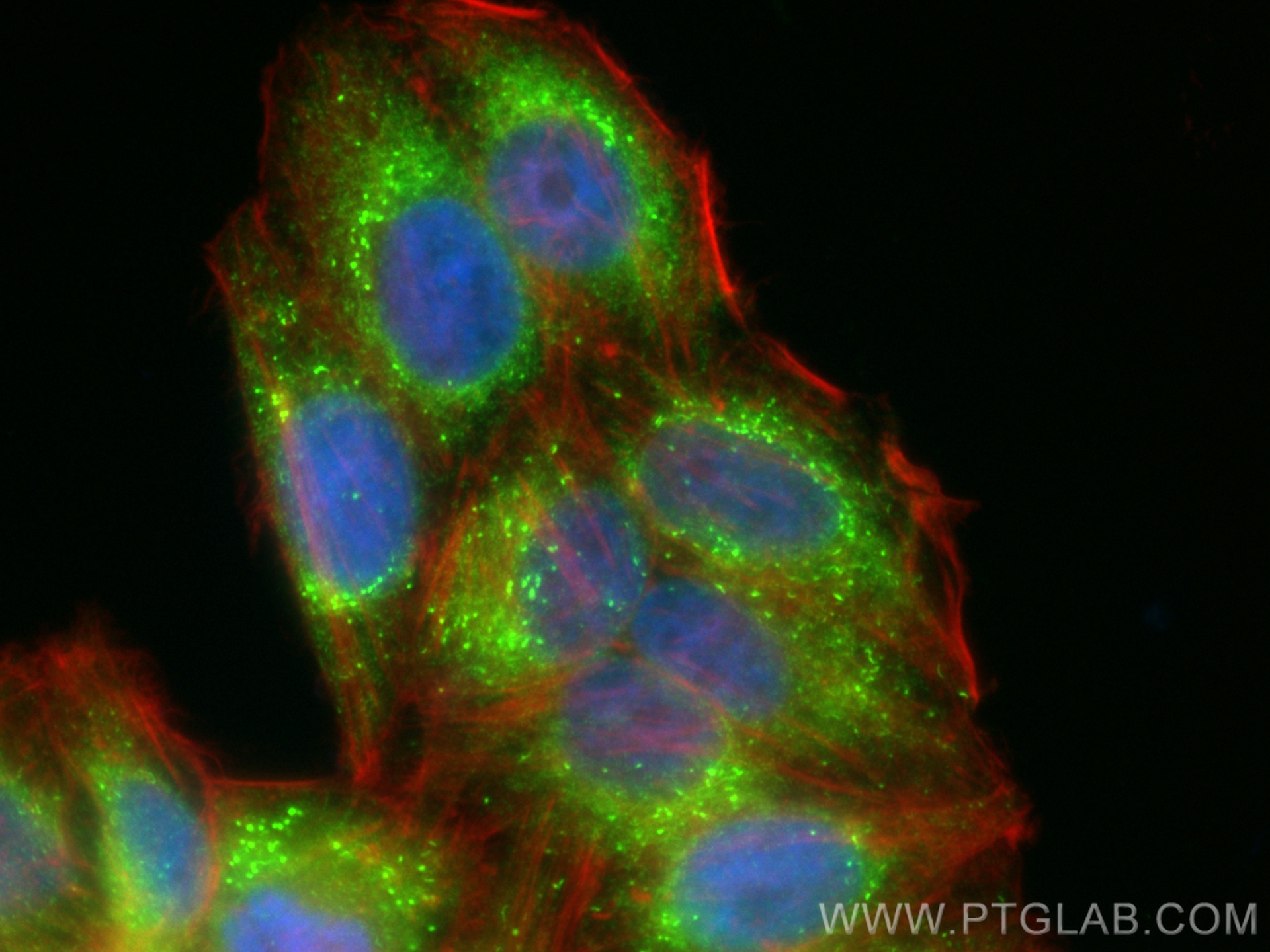 IF Staining of HepG2 using CL488-11245