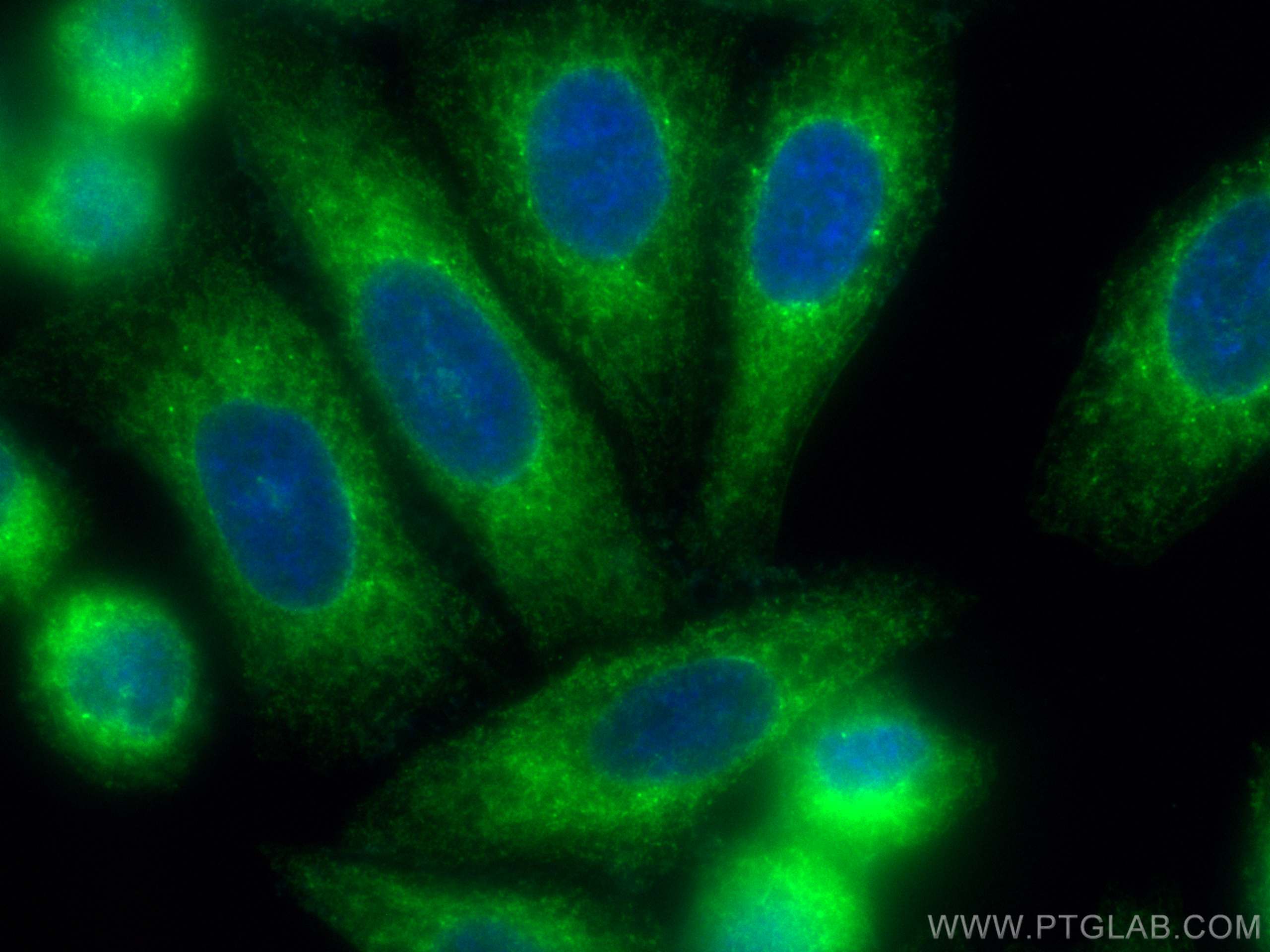 IF Staining of HepG2 using CL488-66422