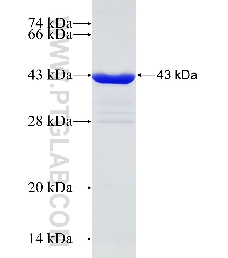 PDIA5 fusion protein Ag31479 SDS-PAGE