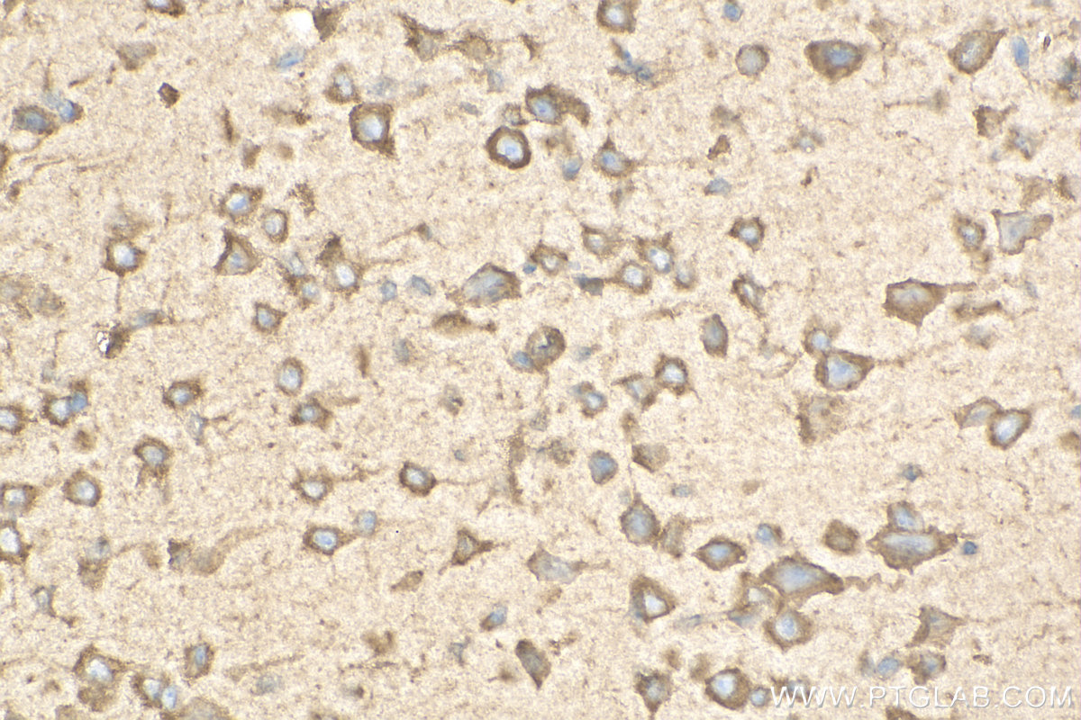 IHC staining of mouse brain using 18233-1-AP