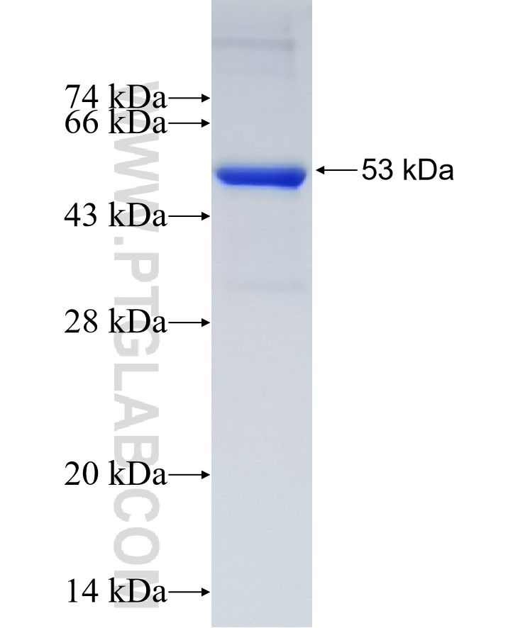 PDK1 fusion protein Ag23160 SDS-PAGE