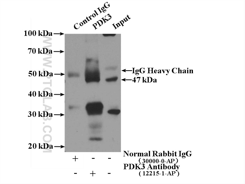 IP experiment of mouse heart using 12215-1-AP