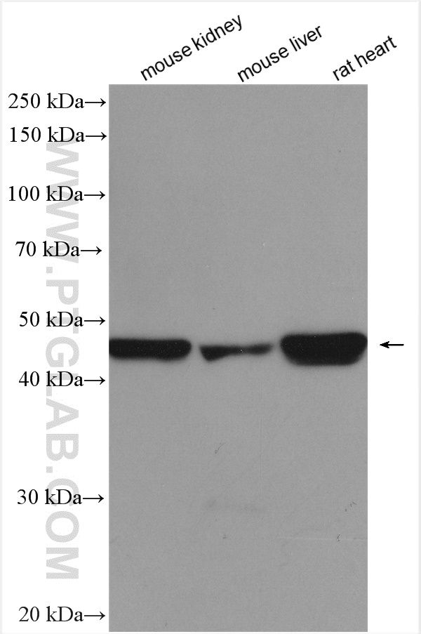 WB analysis using 12949-1-AP