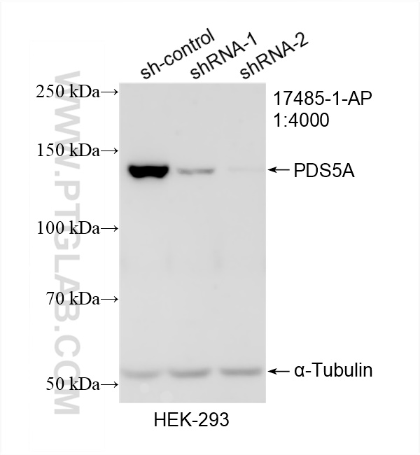 WB analysis of HEK-293 using 17485-1-AP