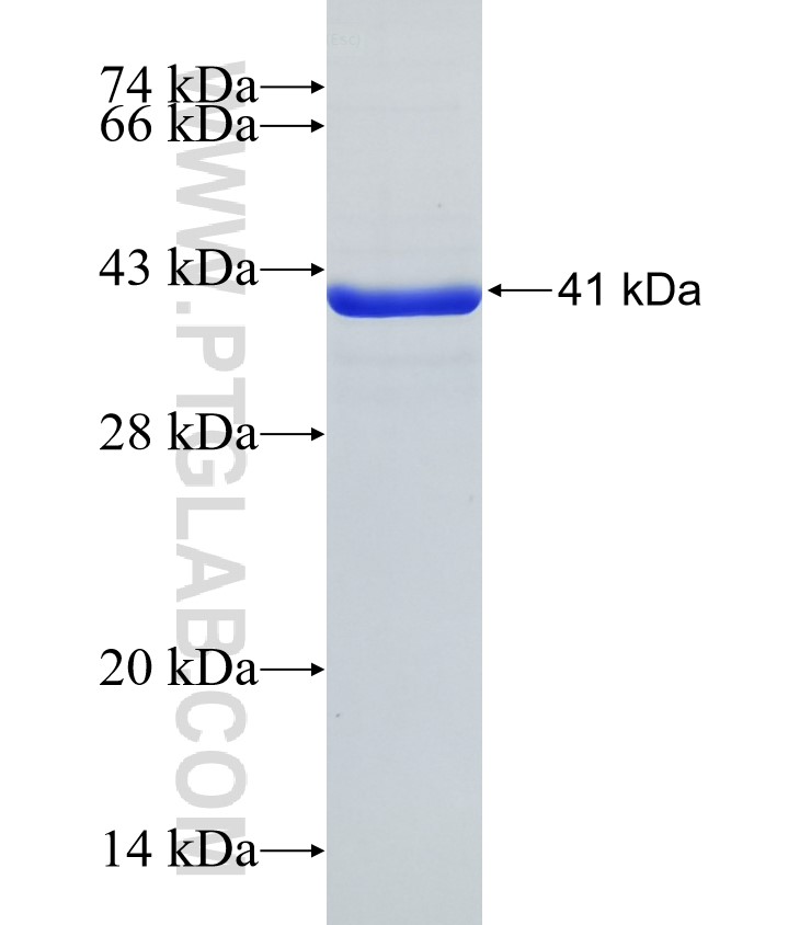 PDZD2 fusion protein Ag32900 SDS-PAGE