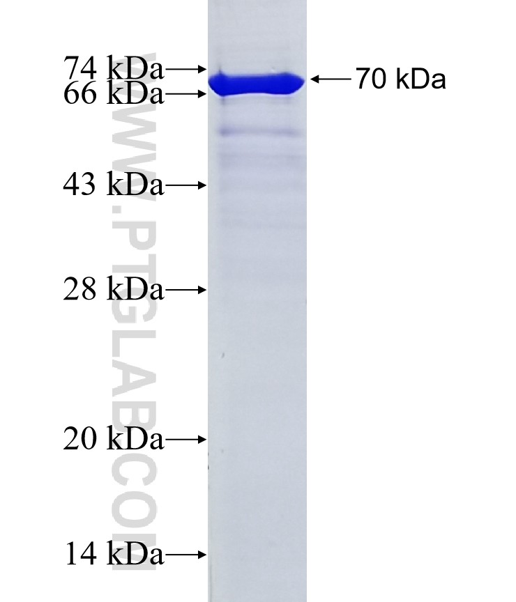 PDZD8 fusion protein Ag21914 SDS-PAGE