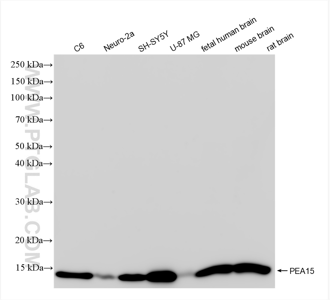 WB analysis using 83958-2-RR