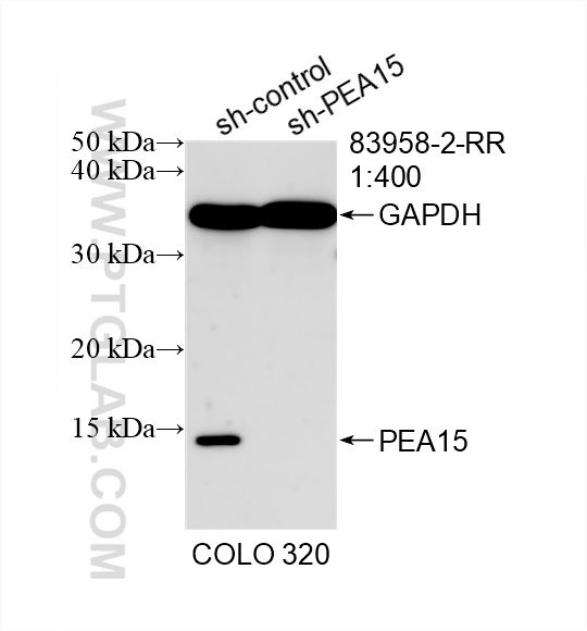 WB analysis of COLO 320 using 83958-2-RR