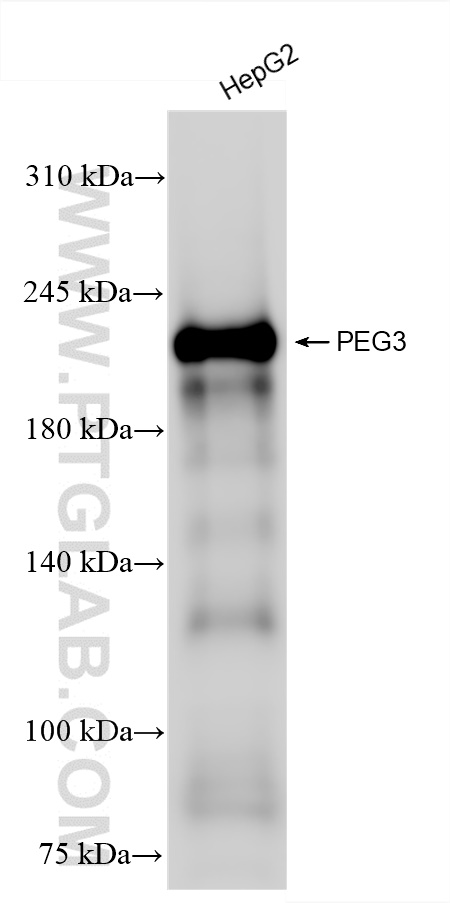 WB analysis of HepG2 using 84030-5-RR