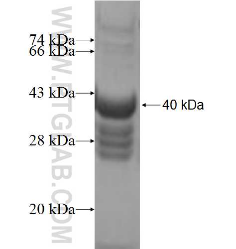 PELI2 fusion protein Ag8940 SDS-PAGE