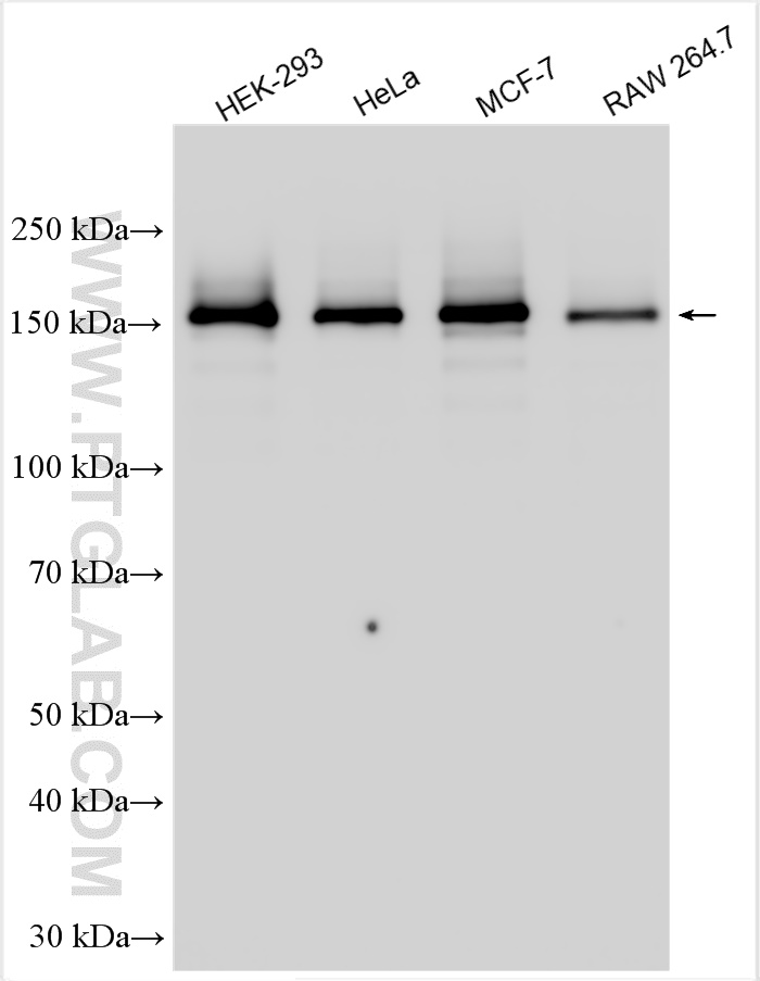 WB analysis using 30135-1-AP