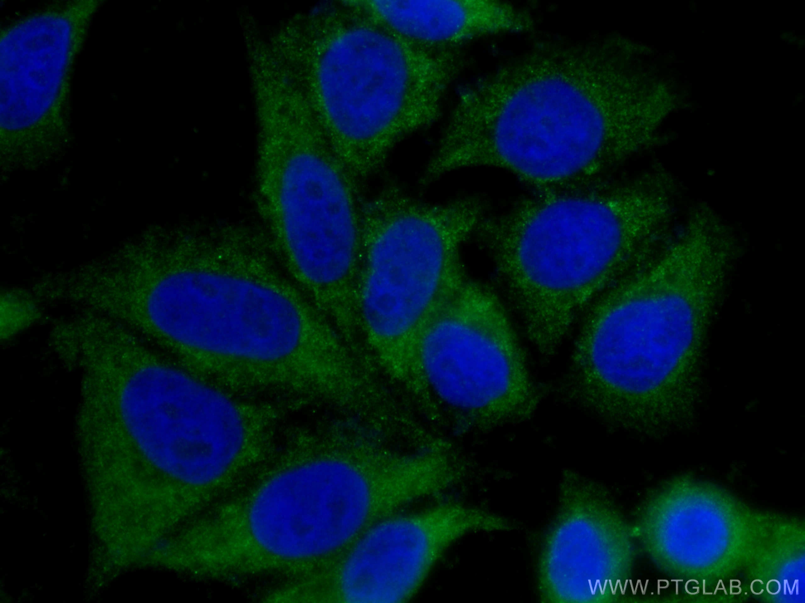 IF Staining of HepG2 using 12218-1-AP