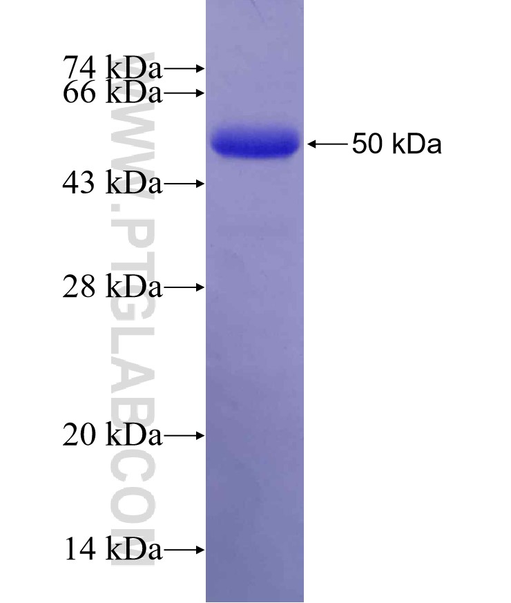 PER1 fusion protein Ag30029 SDS-PAGE