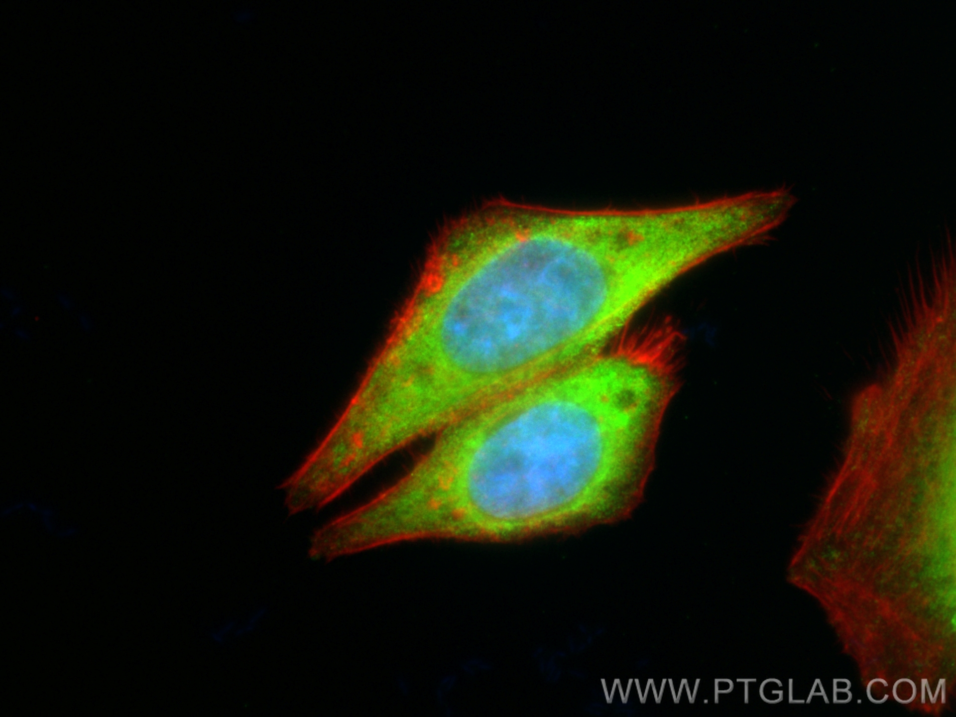 IF Staining of HepG2 using CL488-67513