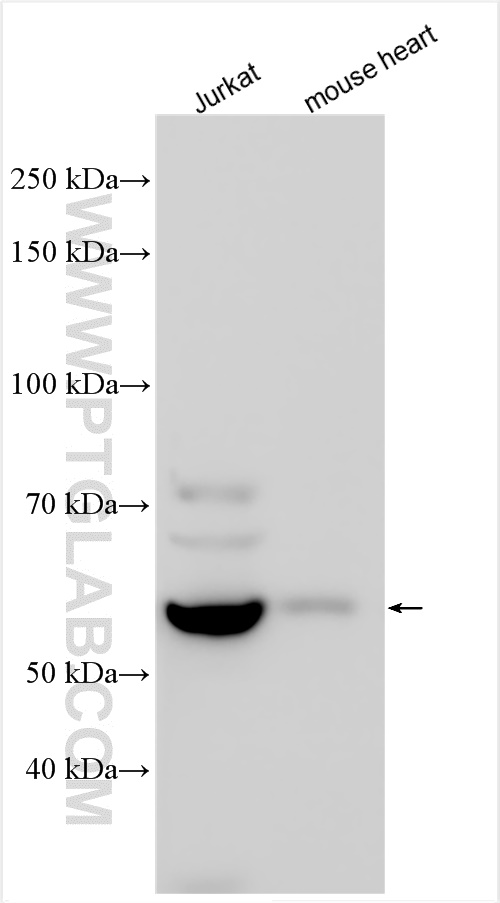 PET112L