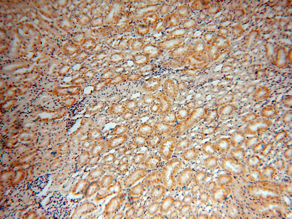 IHC staining of human kidney using 15744-1-AP