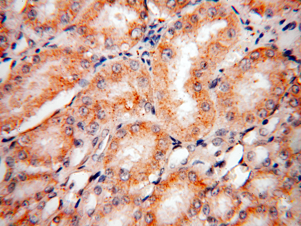 IHC staining of human kidney using 15744-1-AP