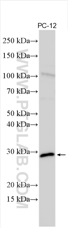 WB analysis using 15744-1-AP