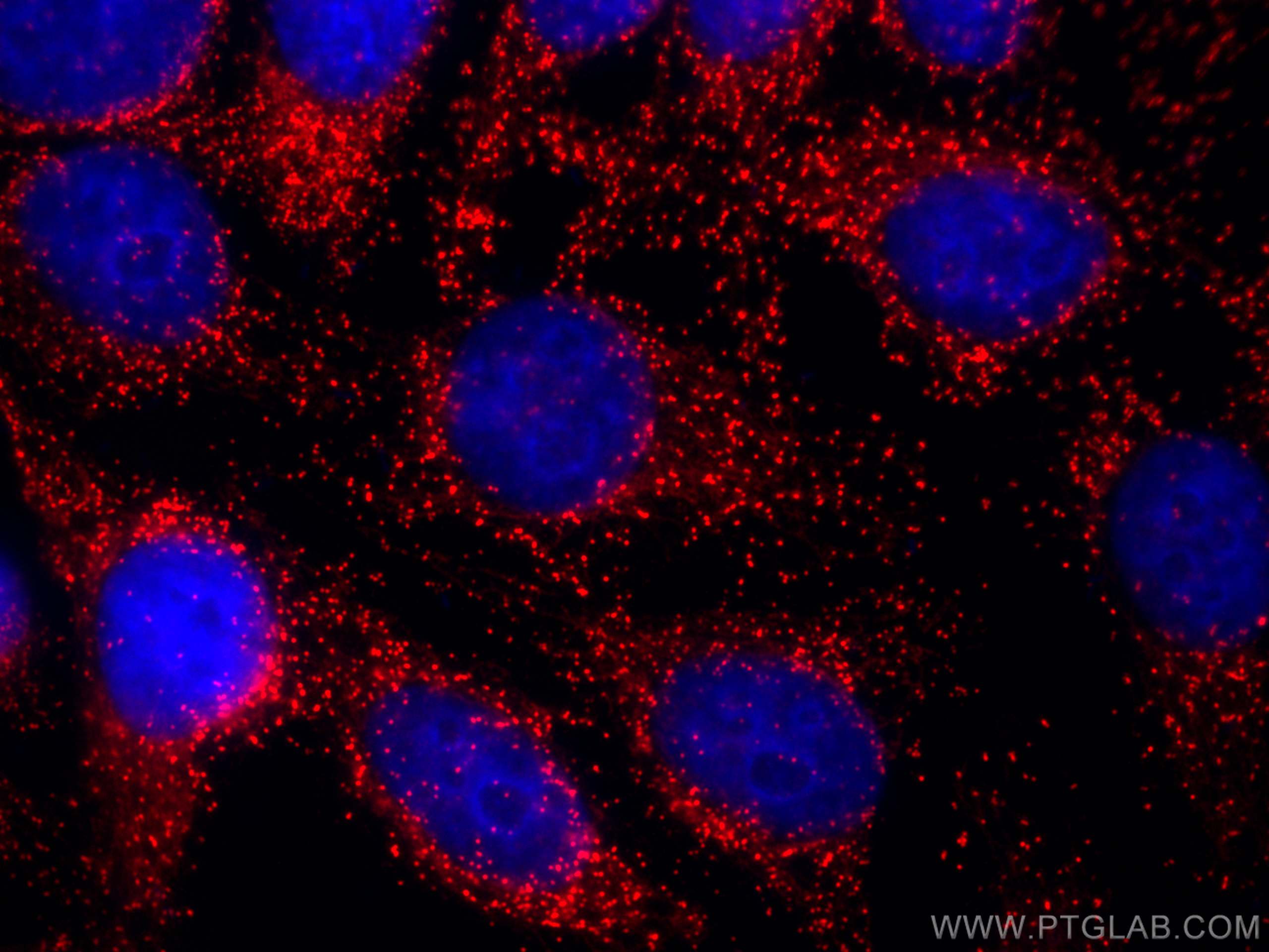 IF Staining of HepG2 using Biotin-10594