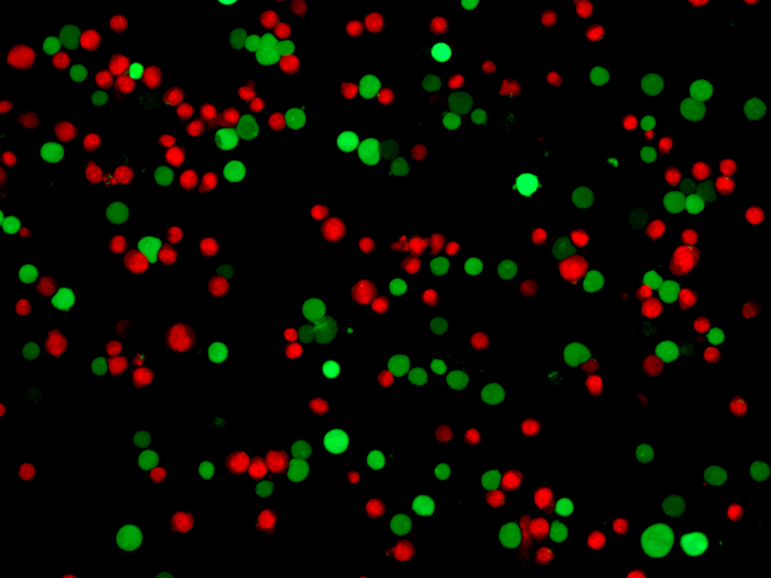 Cell: Jurkat<br>Green: Calcein AM<br>Red: PI