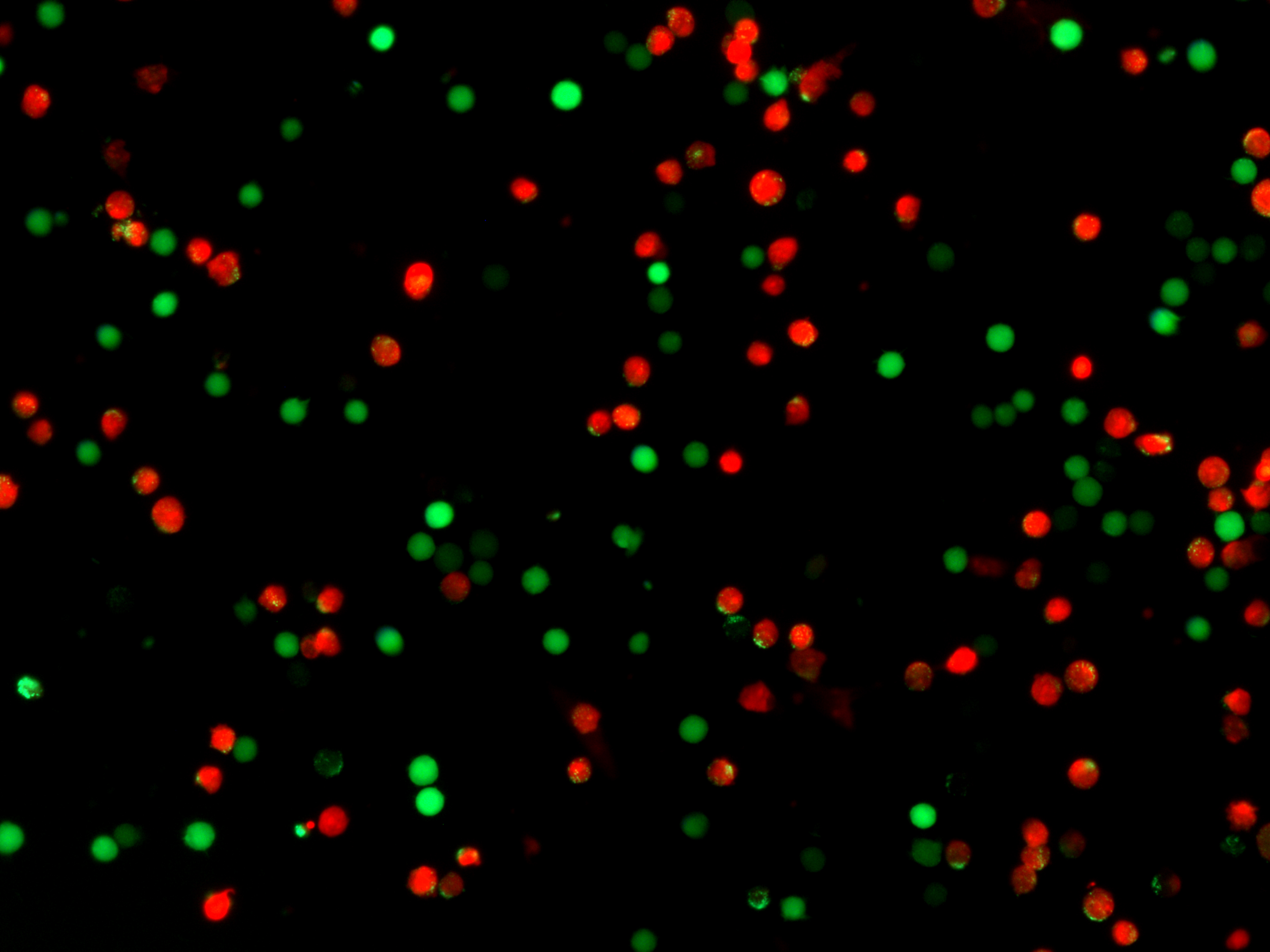 Cell: Jurkat<br>Green: Calcein AM<br>Red: EthD-I