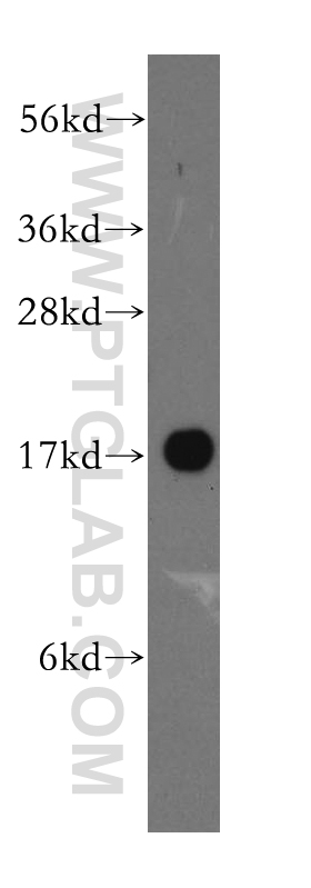 WB analysis of HepG2 using 15078-1-AP