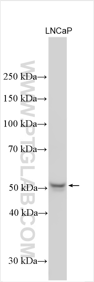 WB analysis using 17838-1-AP