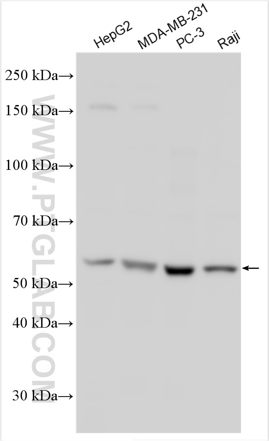 WB analysis using 29902-1-AP