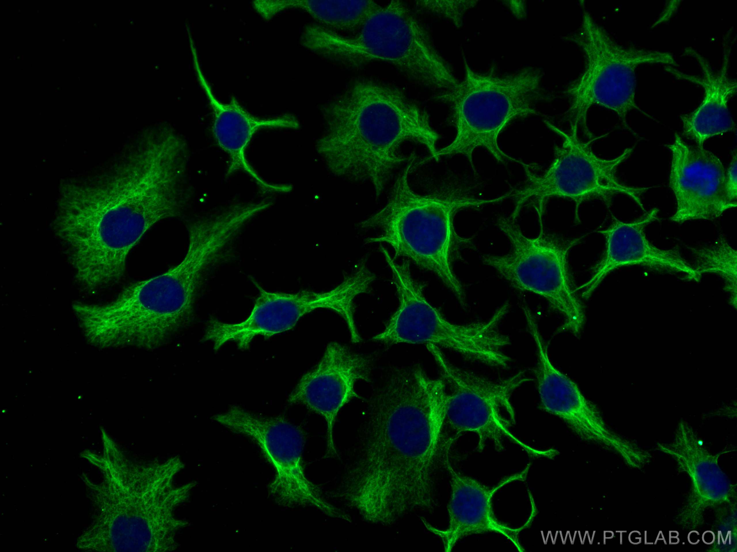 IF Staining of HuH-7 using 68385-1-Ig (same clone as 68385-1-PBS)