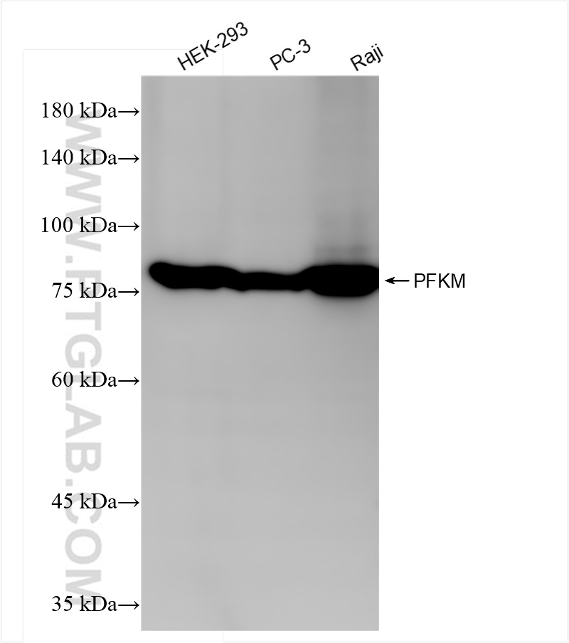 WB analysis using 84281-5-RR