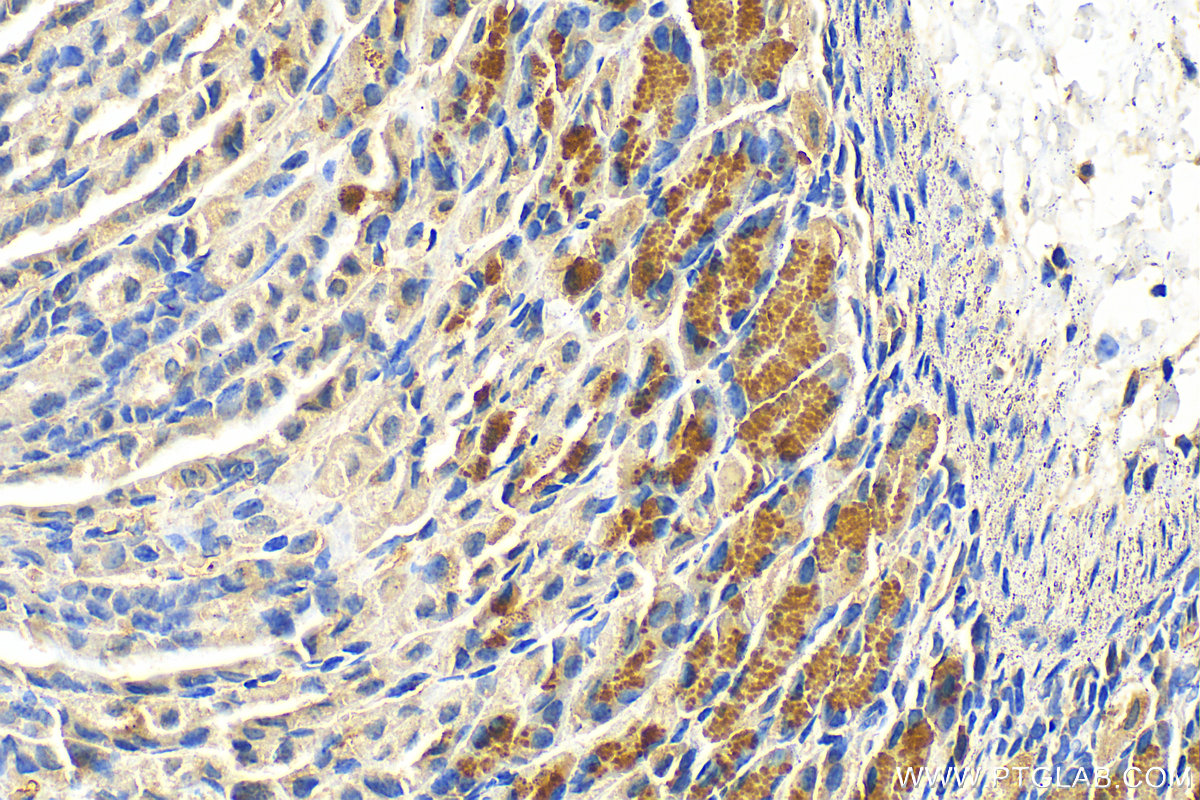 IHC staining of mouse stomach using 17330-1-AP