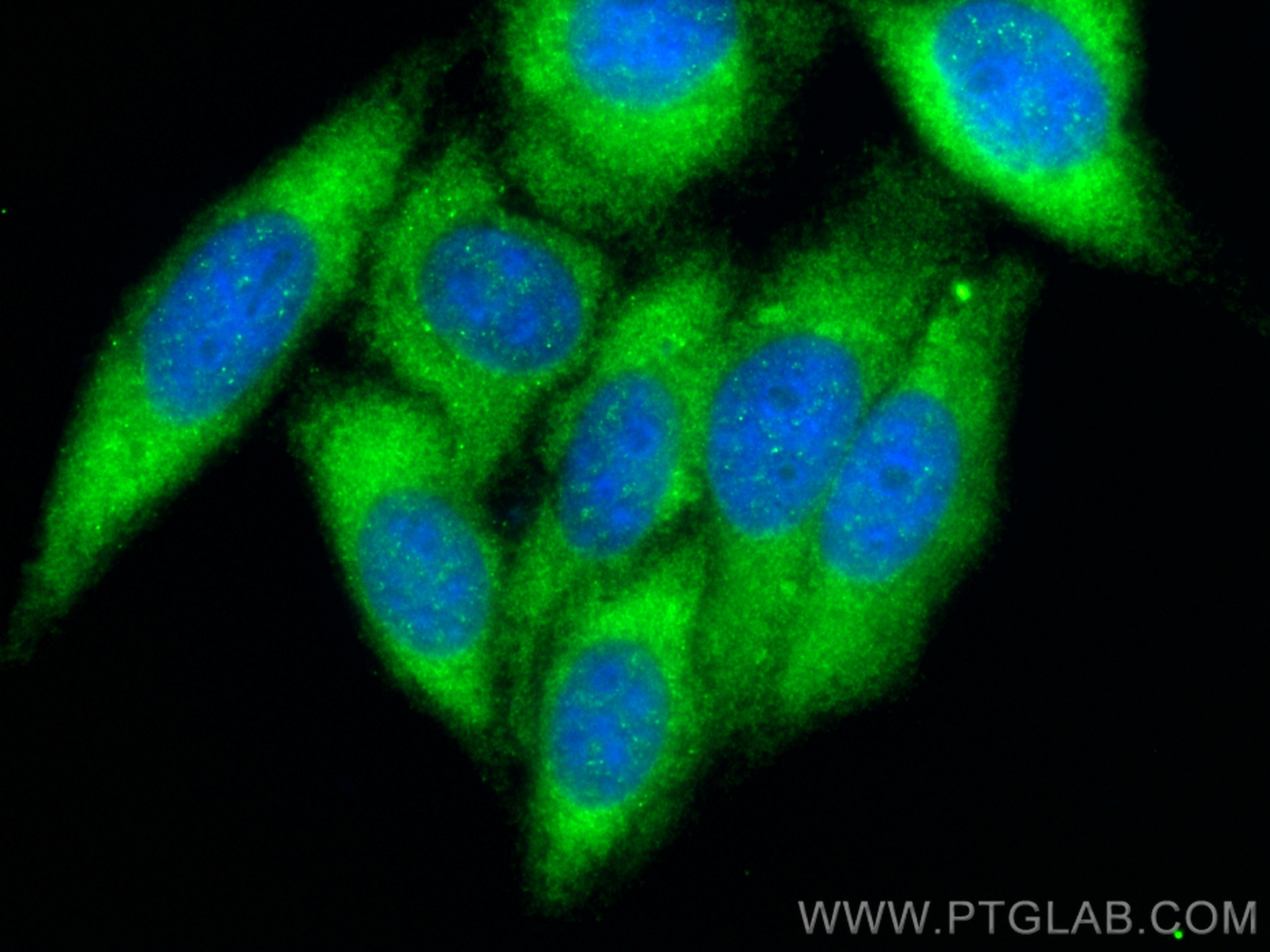 IF Staining of HepG2 using 25539-1-AP