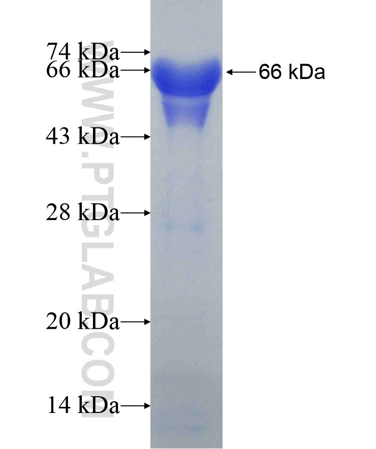 PGC fusion protein Ag10332 SDS-PAGE