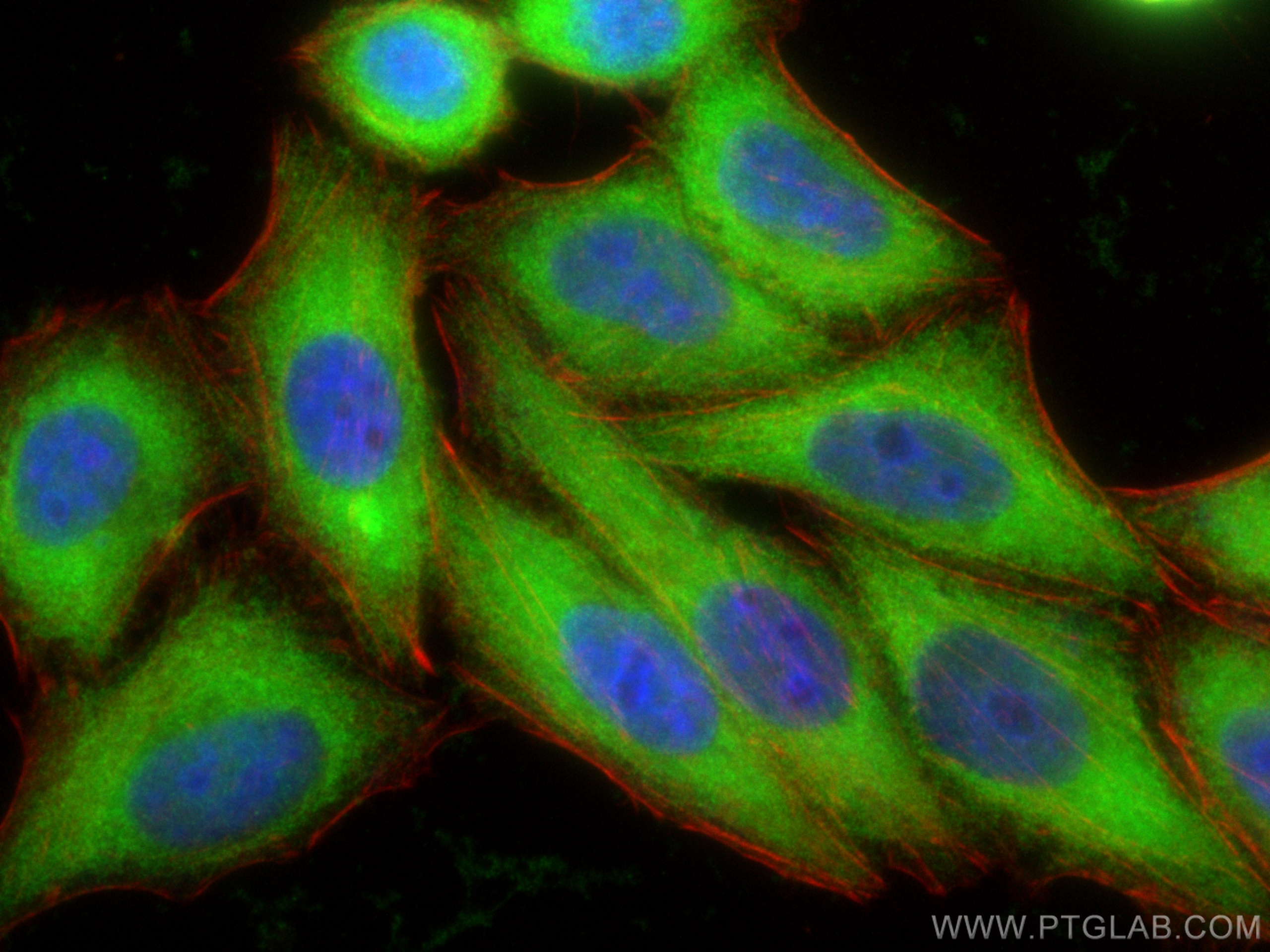 IF Staining of HepG2 using 14718-1-AP