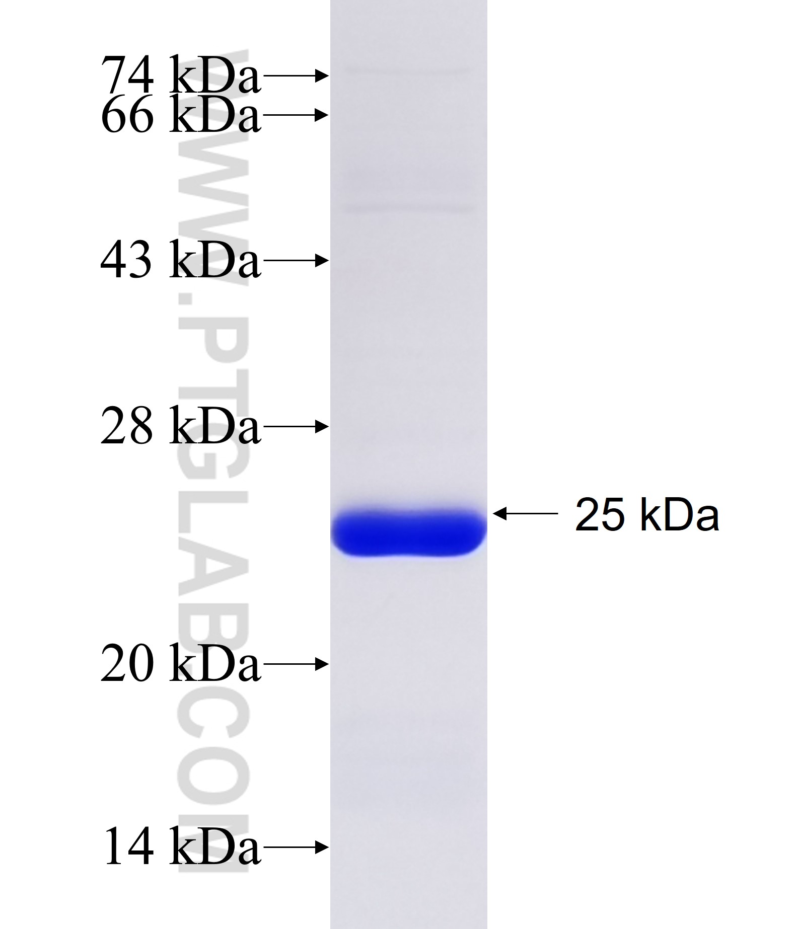 PGDS fusion protein Ag34483 SDS-PAGE