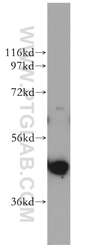 WB analysis of mouse testis using 13686-1-AP