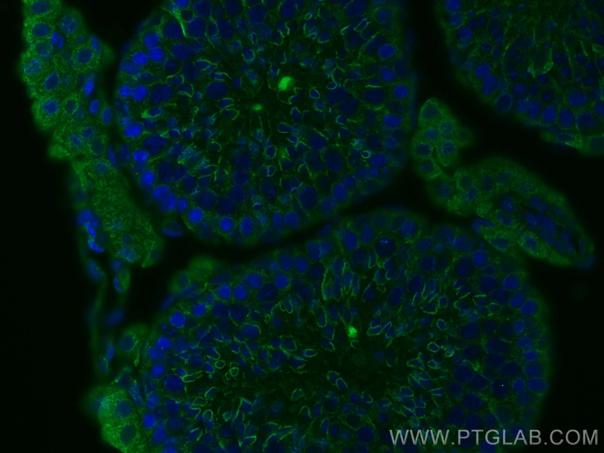 IF Staining of mouse testis using 68228-1-Ig (same clone as 68228-1-PBS)