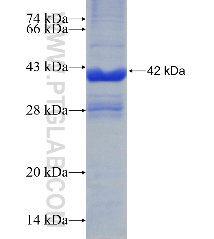 PGLS fusion protein Ag30836 SDS-PAGE