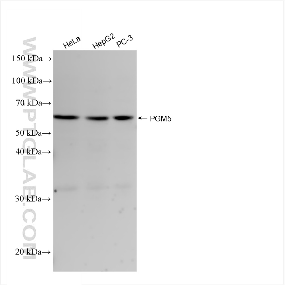 WB analysis using 82965-1-RR (same clone as 82965-1-PBS)